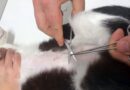 Barueri abre 350 vagas gratuitas para castração de cães e gatos em 7 de outubro Barueri abre 350 vagas gratuitas para castração de cães e gatos em 7 de outubro
